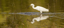 egret
